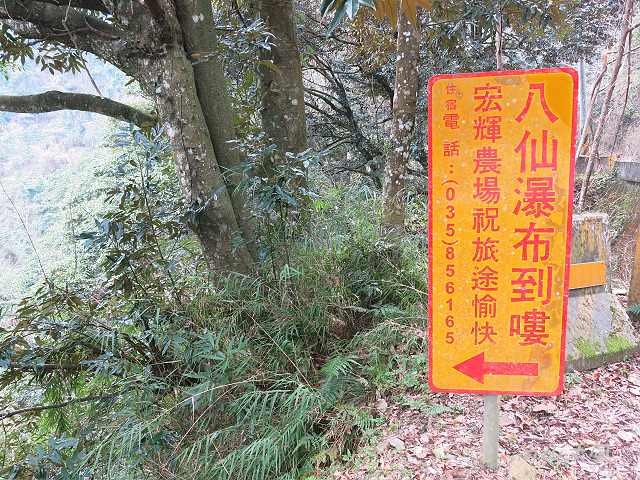 觀霧（3）沿著大鹿林道上山去