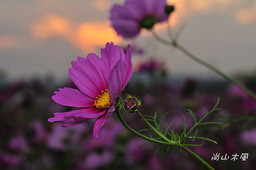 花現芎林──波斯菊爭妍百日草（二）