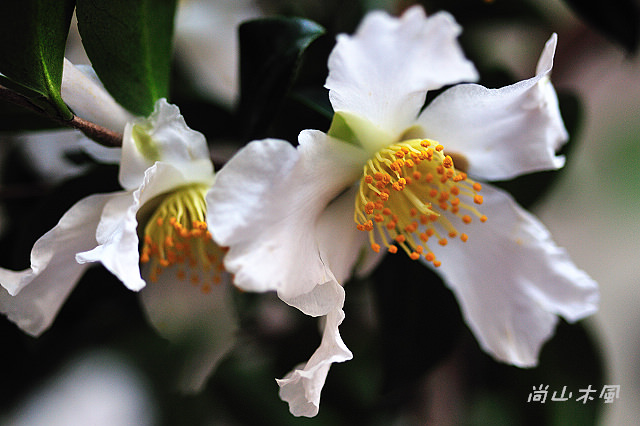 2010 新竹茶花節