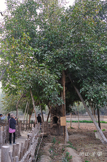 大漠南疆（35）核桃樹王公園