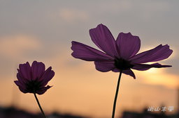 花現芎林──波斯菊爭妍百日草（二）
