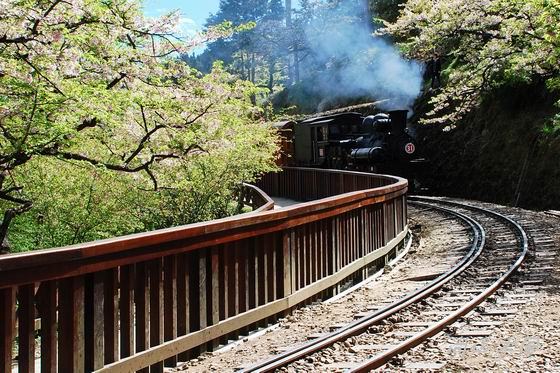 賞櫻到阿里山（八）櫻花火車之美