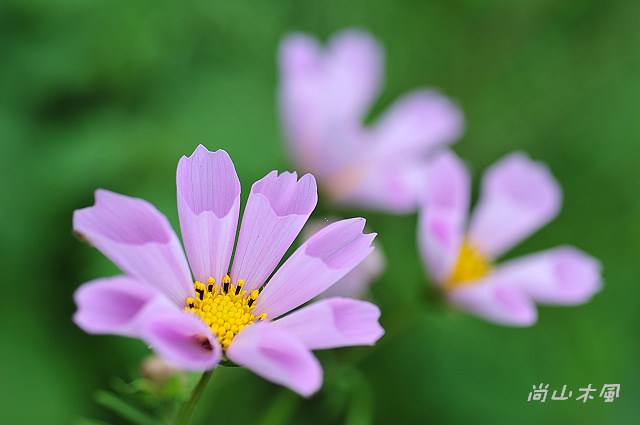 花現芎林──波斯菊爭妍百日草（二）