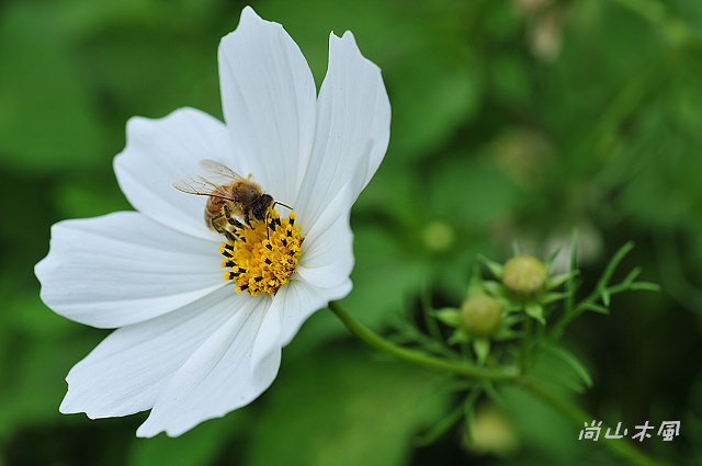 花現芎林──波斯菊爭妍百日草（一）