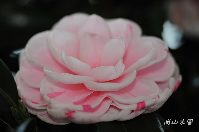 2010 新竹茶花節