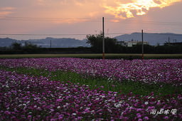 花現芎林──波斯菊爭妍百日草（二）