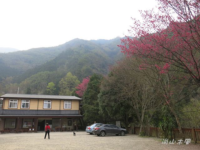 觀霧（3）沿著大鹿林道上山去
