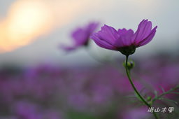 花現芎林──波斯菊爭妍百日草（二）