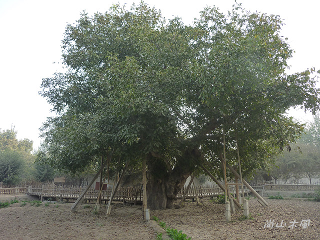 大漠南疆（35）核桃樹王公園
