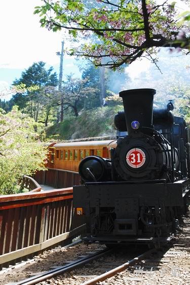 賞櫻到阿里山（八）櫻花火車之美