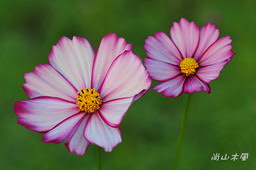 花現芎林──波斯菊爭妍百日草（二）