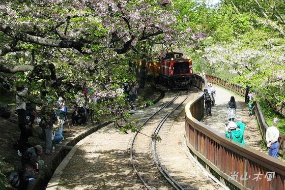 賞櫻到阿里山（八）櫻花火車之美
