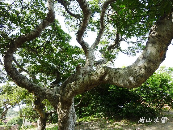 新豐姜厝（二）朴樹林