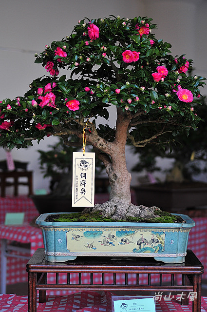 2010 新竹茶花節