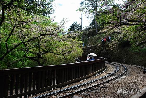 賞櫻到阿里山（八）櫻花火車之美