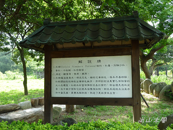 新豐姜厝（二）朴樹林