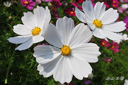 花現芎林──波斯菊爭妍百日草（二）