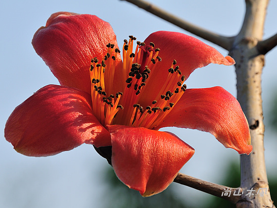 木棉花裡鳥語間關 （一）