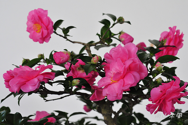 2010 新竹茶花節