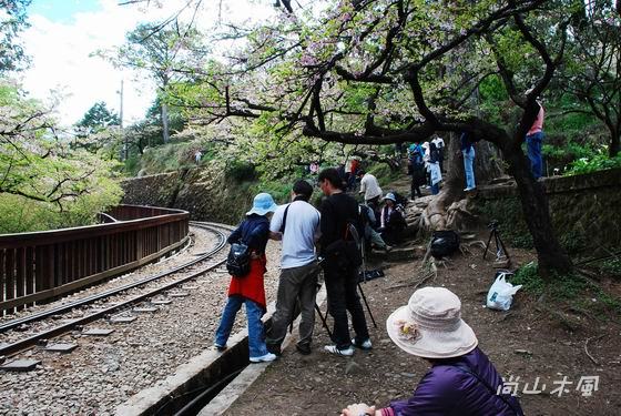 賞櫻到阿里山（八）櫻花火車之美