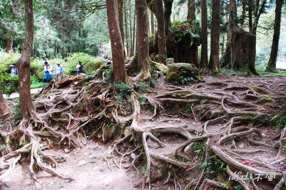 賞櫻到阿里山（五）森林之美