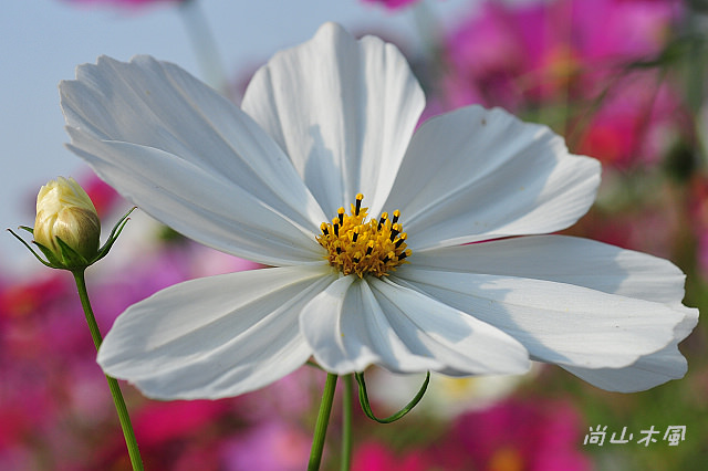 花現芎林──波斯菊爭妍百日草（二）