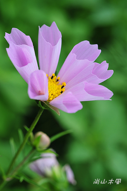 花現芎林──波斯菊爭妍百日草（一）