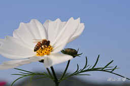 花現芎林──波斯菊爭妍百日草（二）