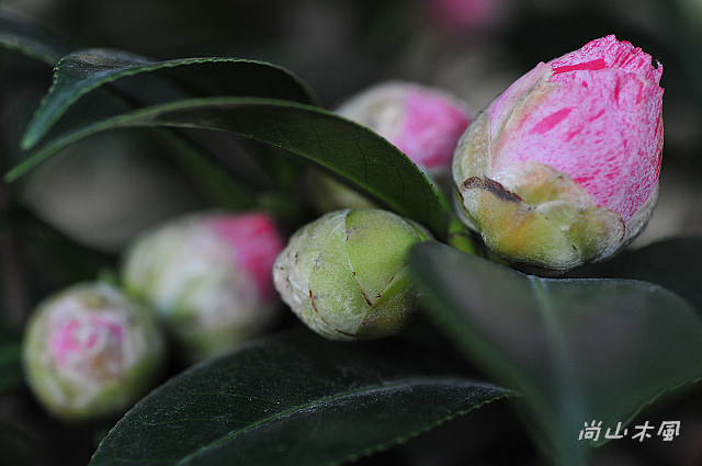 2010 新竹茶花節
