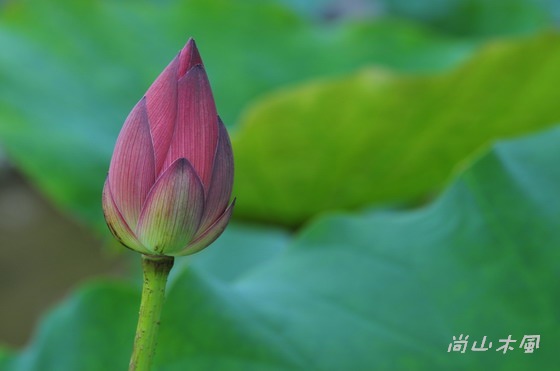 三芝荷花搶先報