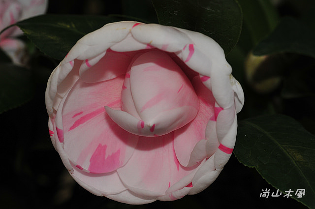 2010 新竹茶花節