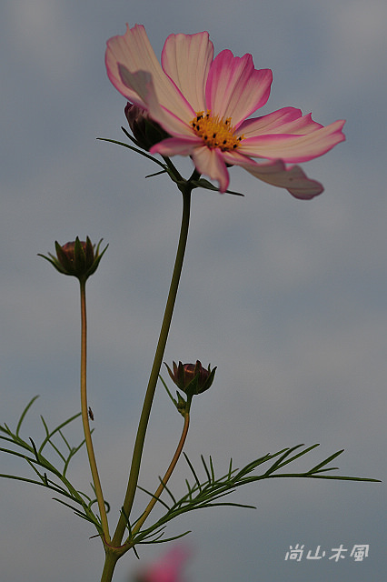 花現芎林──波斯菊爭妍百日草（二）