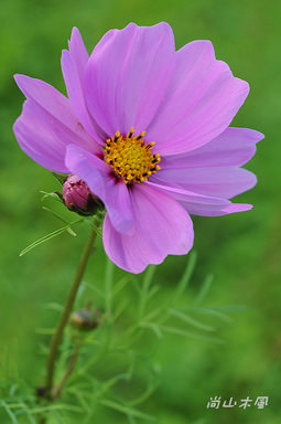 花現芎林──波斯菊爭妍百日草（二）