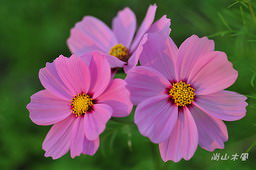 花現芎林──波斯菊爭妍百日草（二）