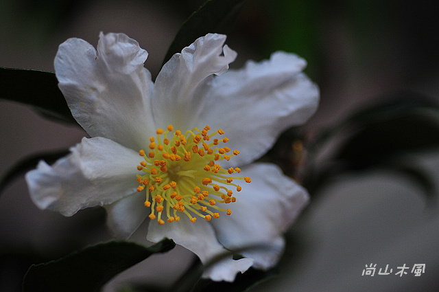 2010 新竹茶花節