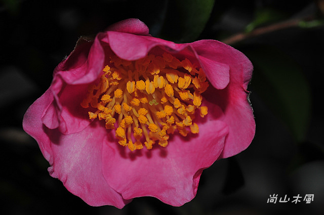 2010 新竹茶花節