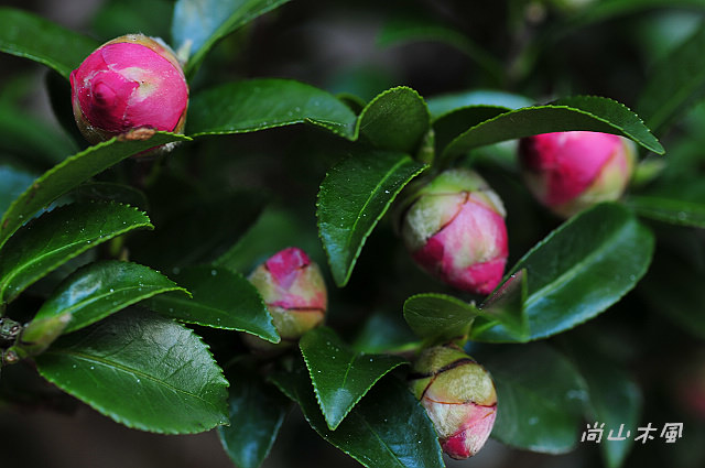 2010 新竹茶花節