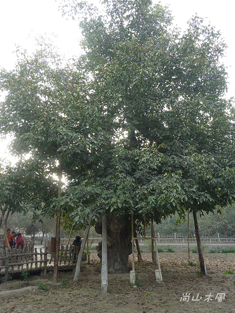 大漠南疆（35）核桃樹王公園