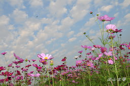 花現芎林──波斯菊爭妍百日草（二）