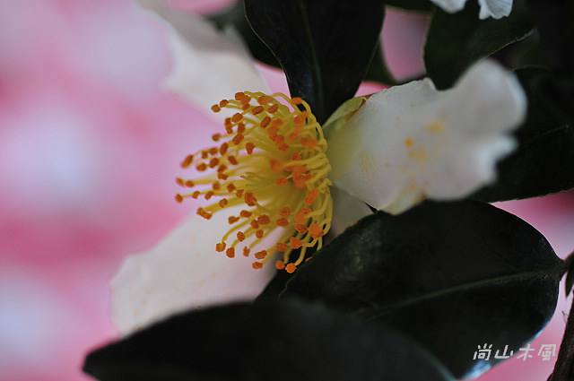 2010 新竹茶花節