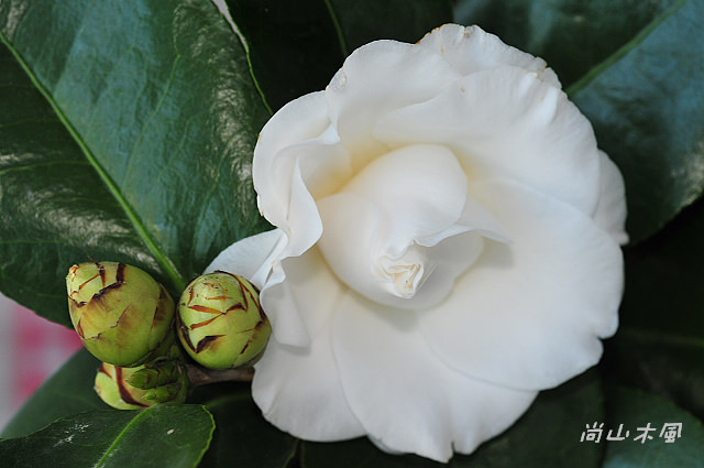 2010 新竹茶花節