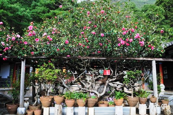 2010 新竹茶花節