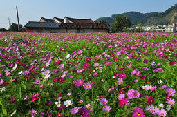 花現芎林──波斯菊爭妍百日草（二）