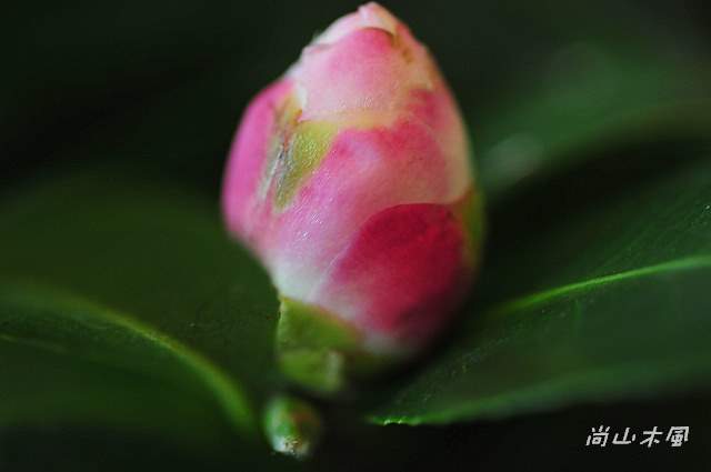 2010 新竹茶花節