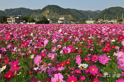 花現芎林──波斯菊爭妍百日草（二）
