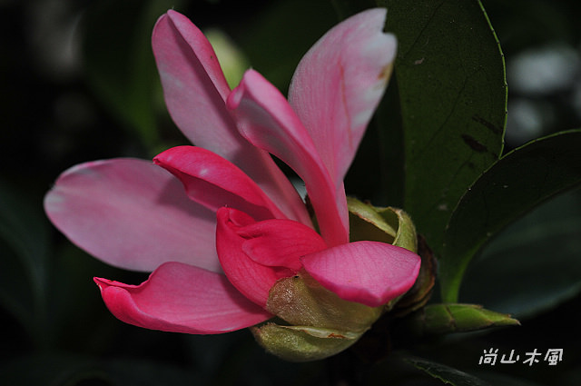2010 新竹茶花節