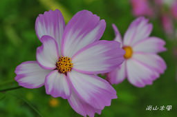 花現芎林──波斯菊爭妍百日草（二）
