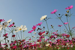 花現芎林──波斯菊爭妍百日草（二）