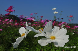 花現芎林──波斯菊爭妍百日草（二）