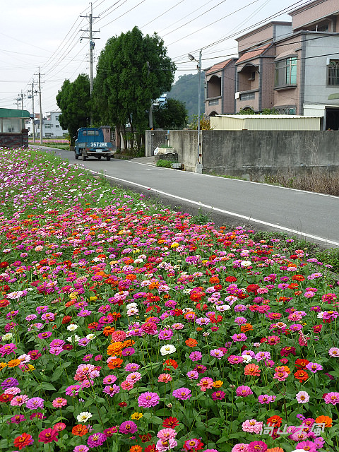 花現芎林──波斯菊爭妍百日草（一）